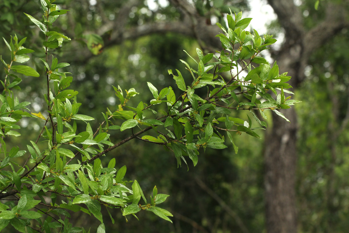 Bullockia setiflora