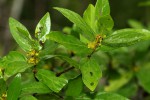 Bullockia setiflora