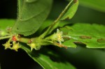 Bullockia setiflora