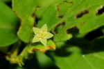 Bullockia setiflora