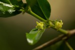 Bullockia setiflora