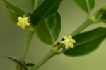 Bullockia setiflora