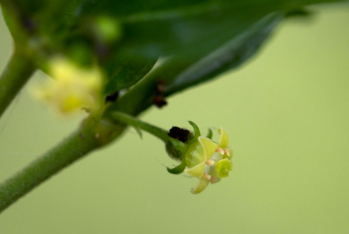 Bullockia setiflora