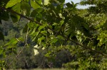 Bullockia setiflora
