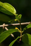 Bullockia setiflora