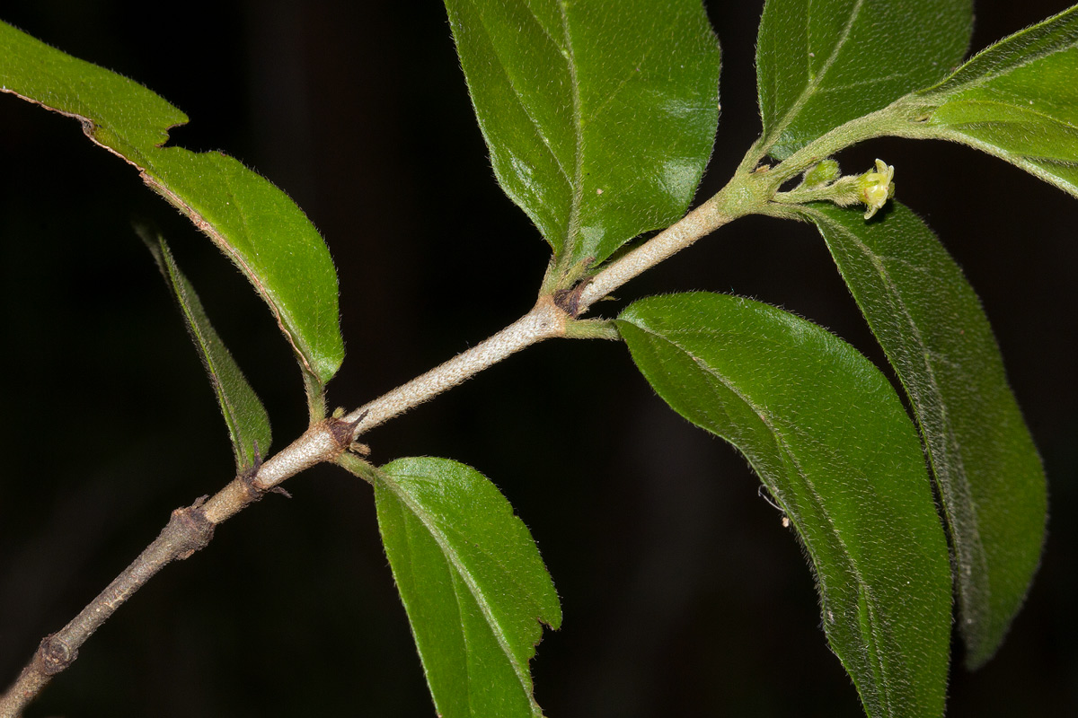 Bullockia setiflora