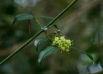 Psydrax kraussioides