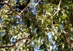Keetia venosa