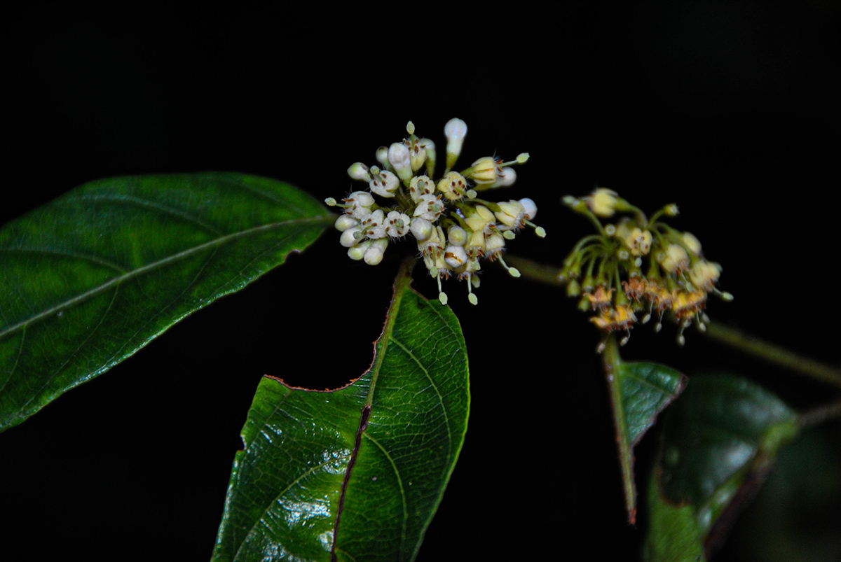 Keetia venosa