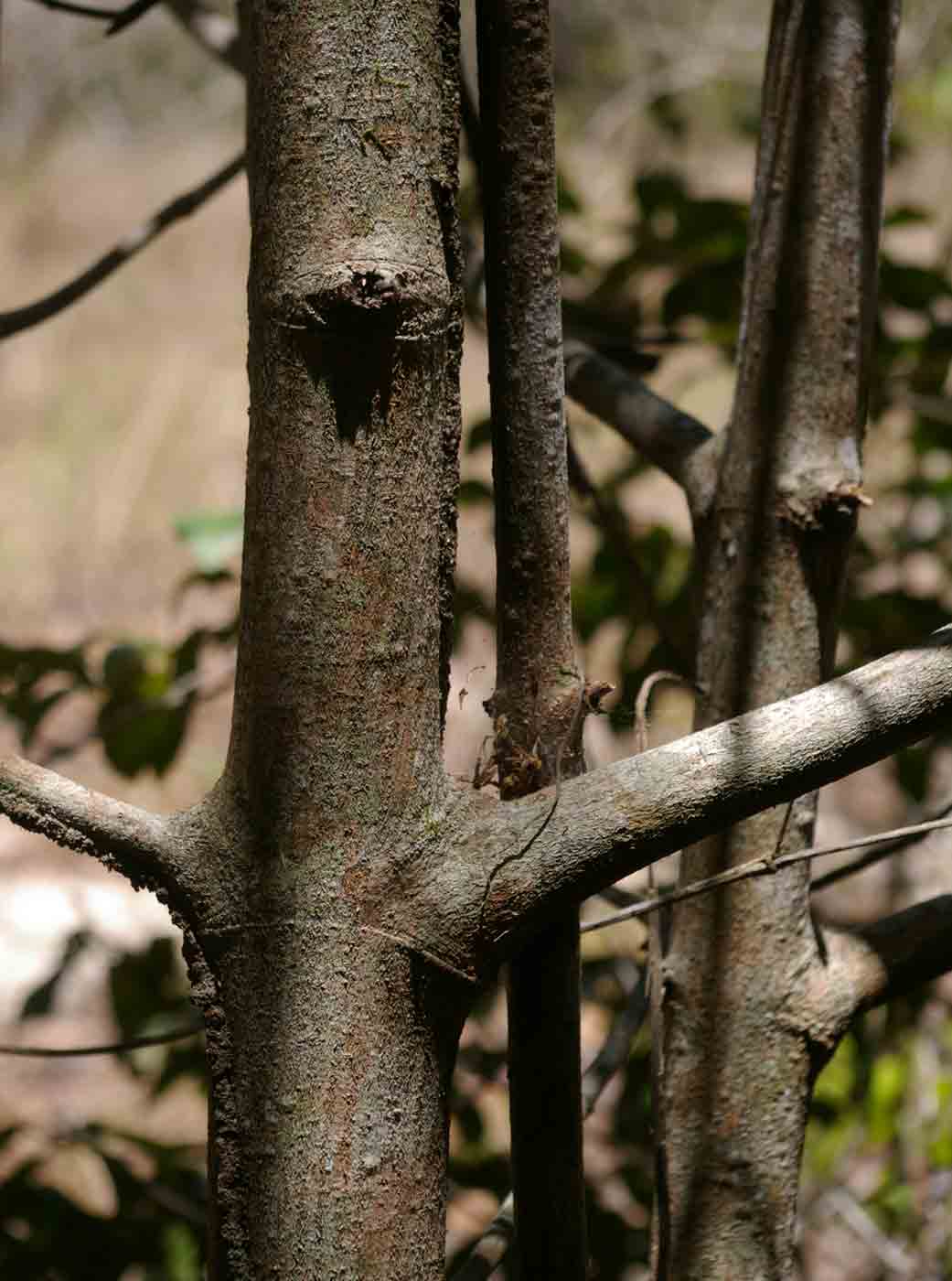 Pyrostria bibracteata