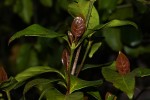Pyrostria bibracteata