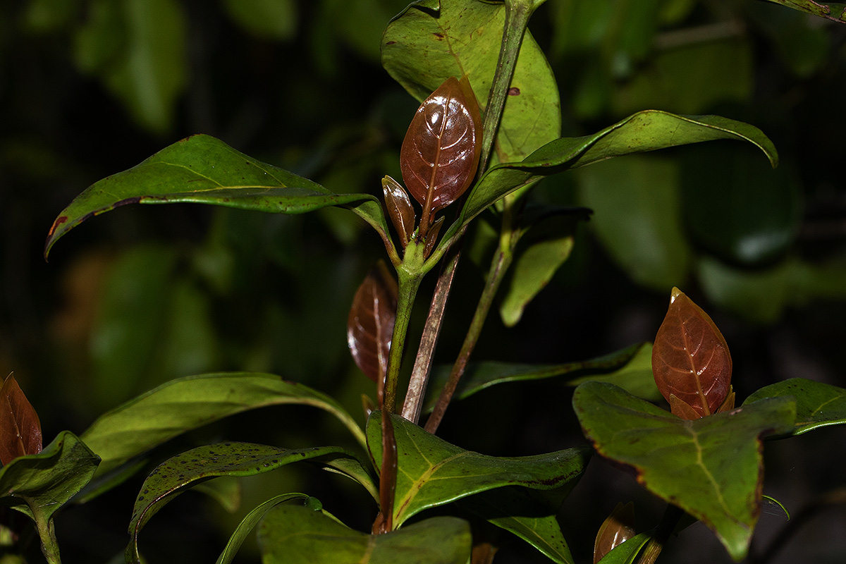 Pyrostria bibracteata