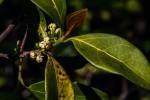 Pyrostria bibracteata
