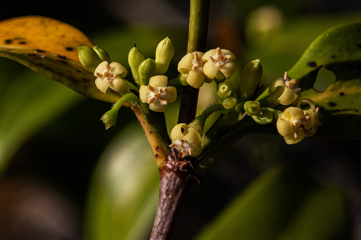 Pyrostria bibracteata