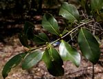 Pyrostria bibracteata