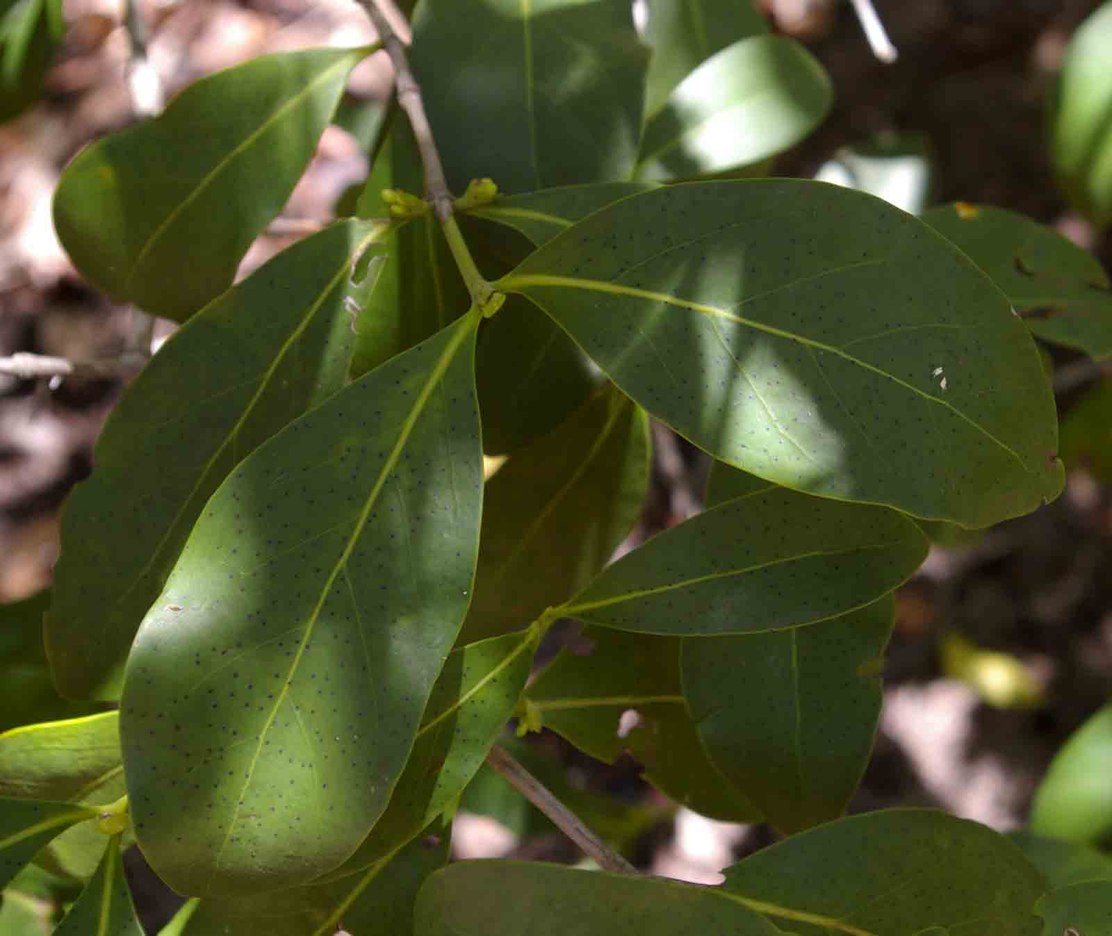 Pyrostria bibracteata