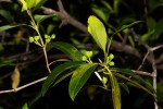Pyrostria bibracteata