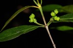 Pyrostria bibracteata