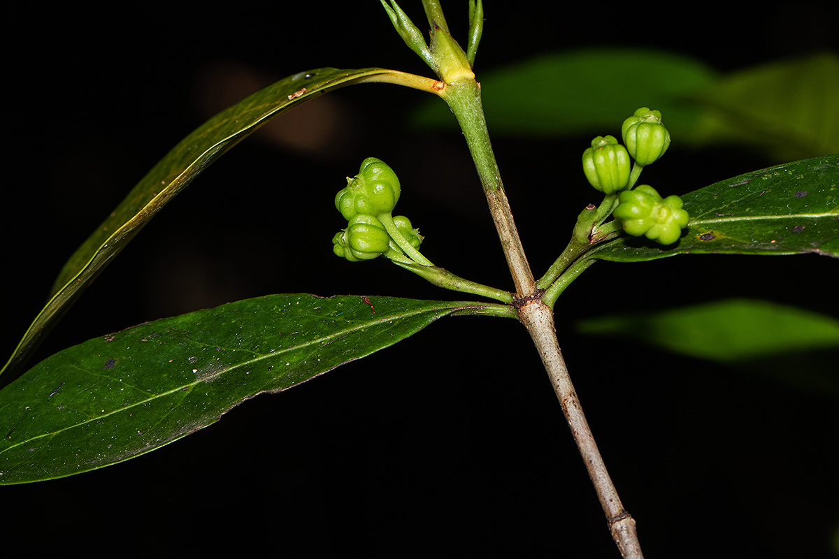 Pyrostria bibracteata