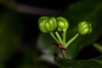 Pyrostria bibracteata