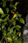 Pyrostria bibracteata