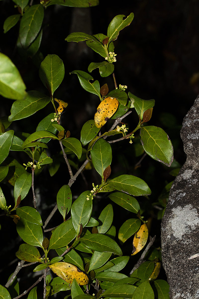 Pyrostria bibracteata