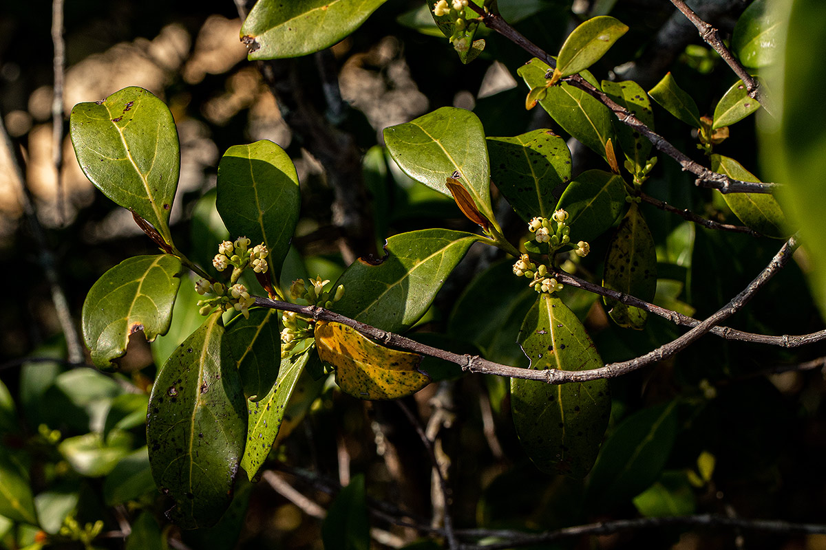 Pyrostria bibracteata