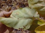Multidentia crassa var. crassa