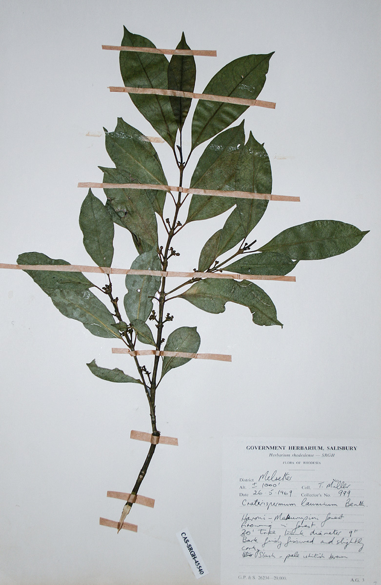 Craterispermum schweinfurthii