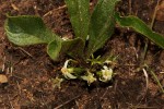 Vangueria pygmaea