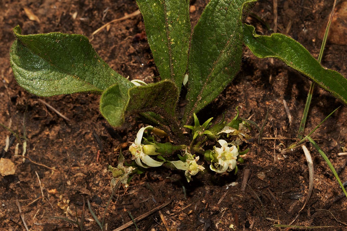 Vangueria pygmaea