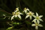 Vangueria pygmaea