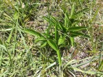 Vangueria pygmaea