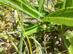 Vangueria pygmaea
