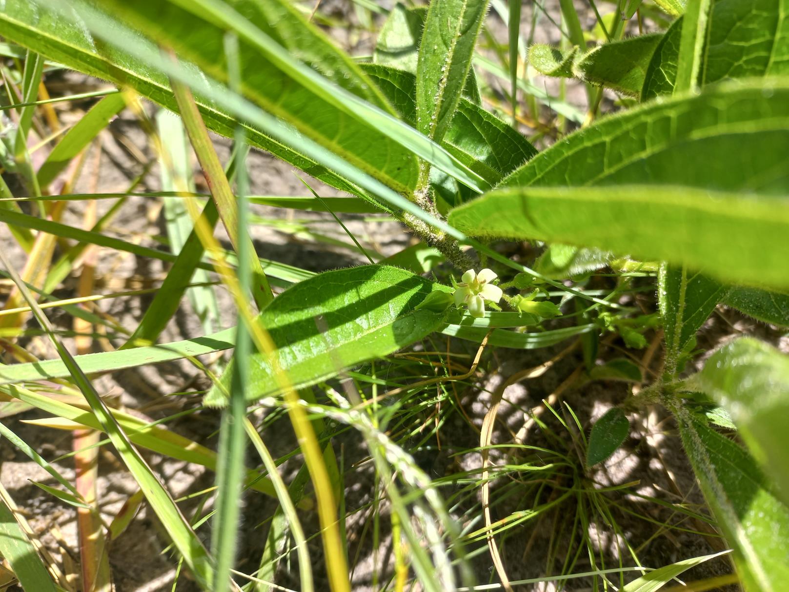 Vangueria pygmaea
