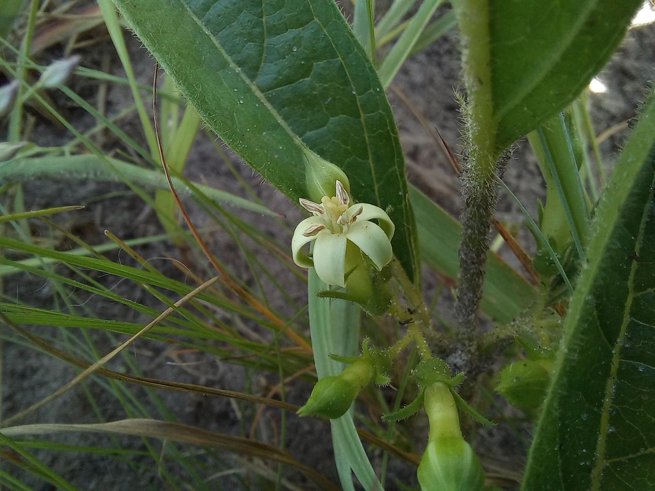 Vangueria pygmaea