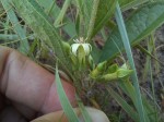 Vangueria pygmaea