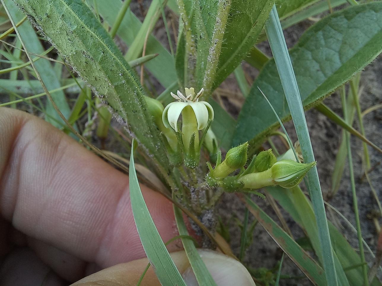 Vangueria pygmaea
