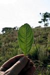 Vangueria pygmaea