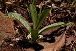 Vangueria pygmaea