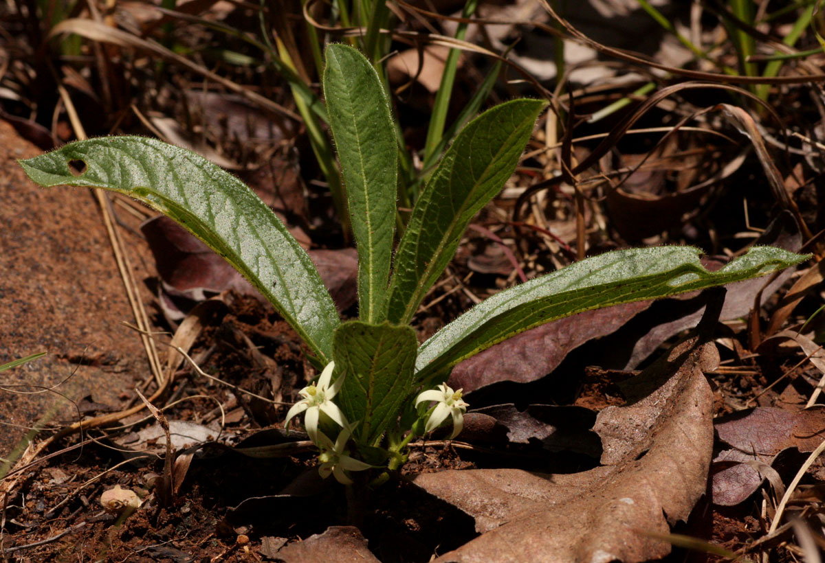 Vangueria pygmaea