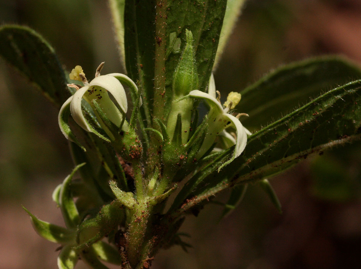 Vangueria pygmaea