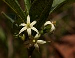 Vangueria pygmaea