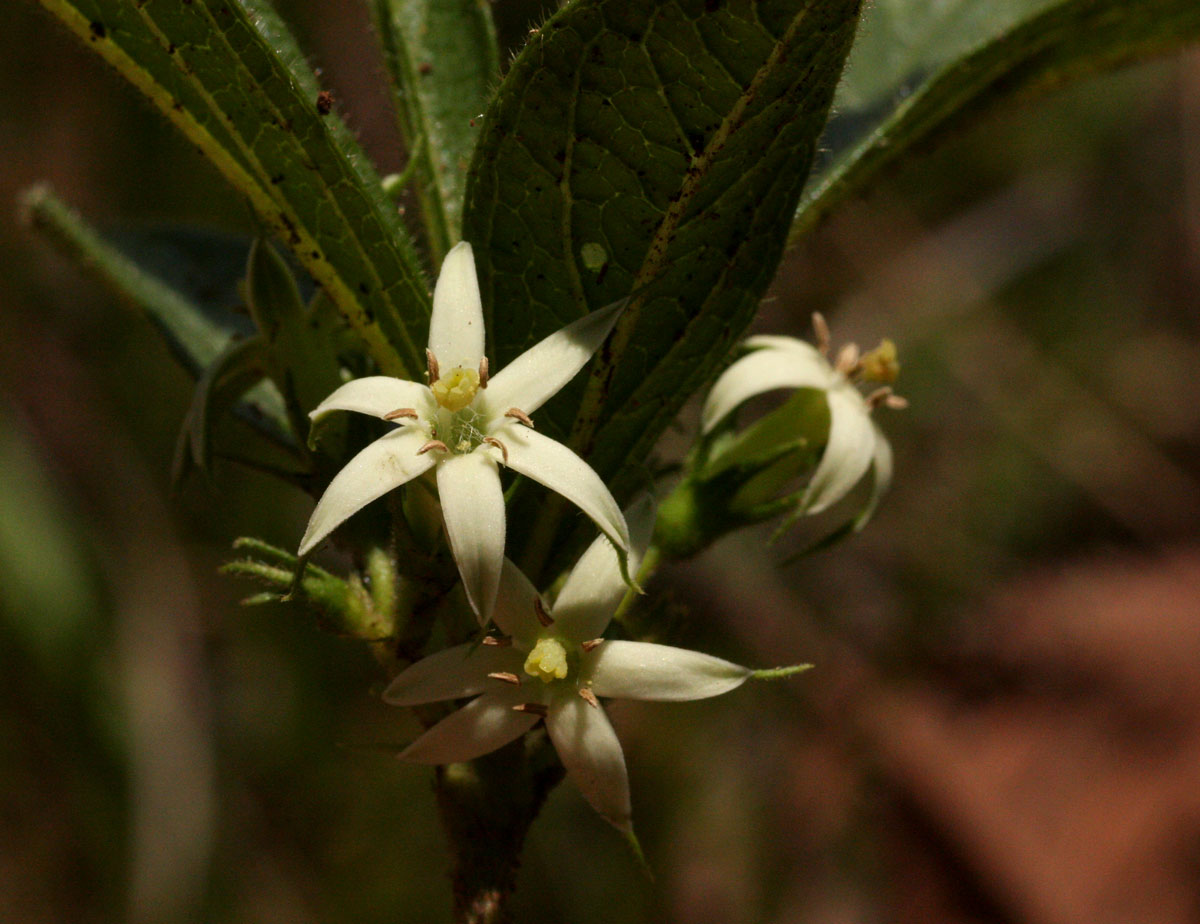 Vangueria pygmaea