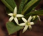 Vangueria pygmaea
