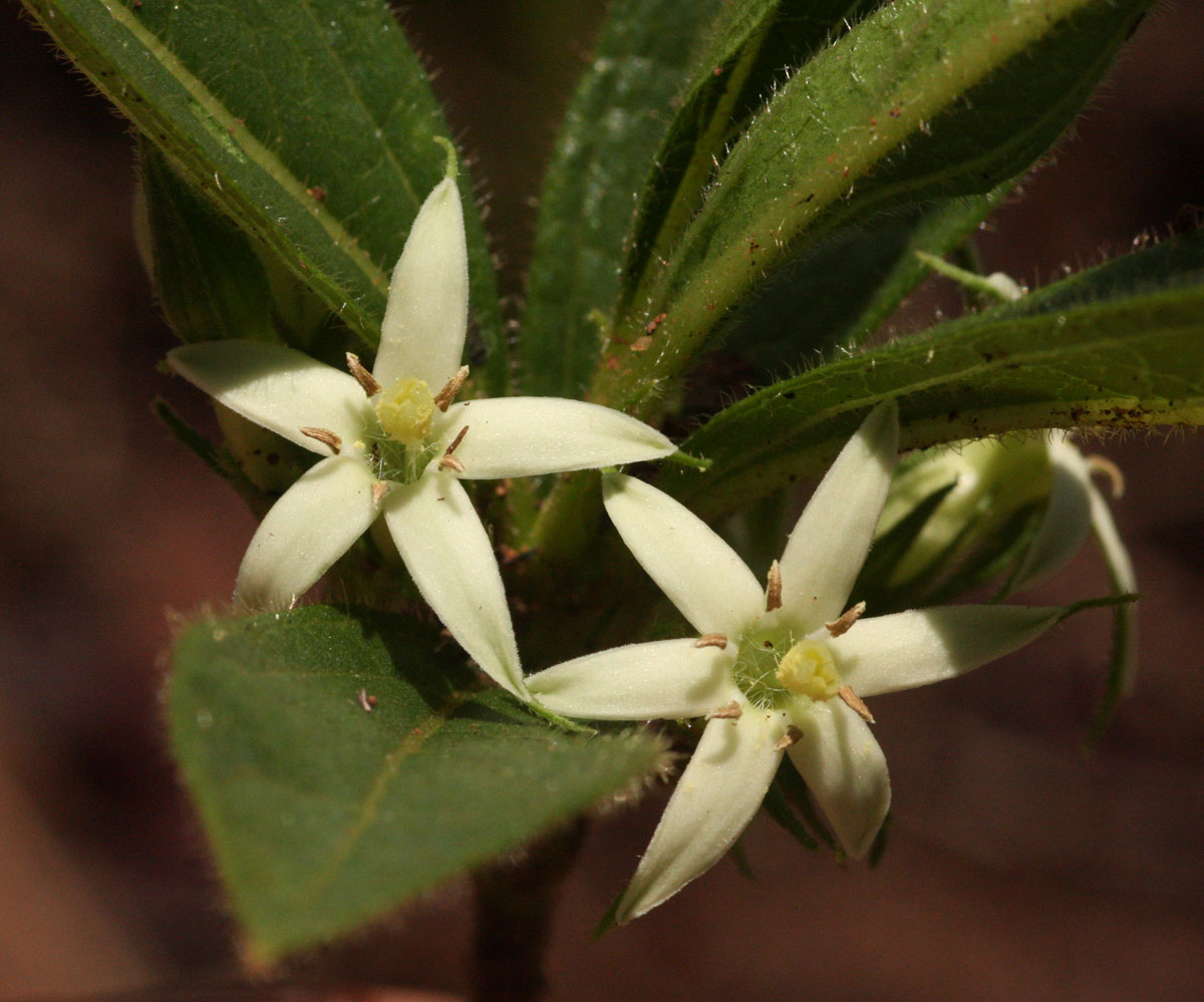 Vangueria pygmaea