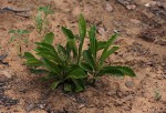 Vangueria pygmaea