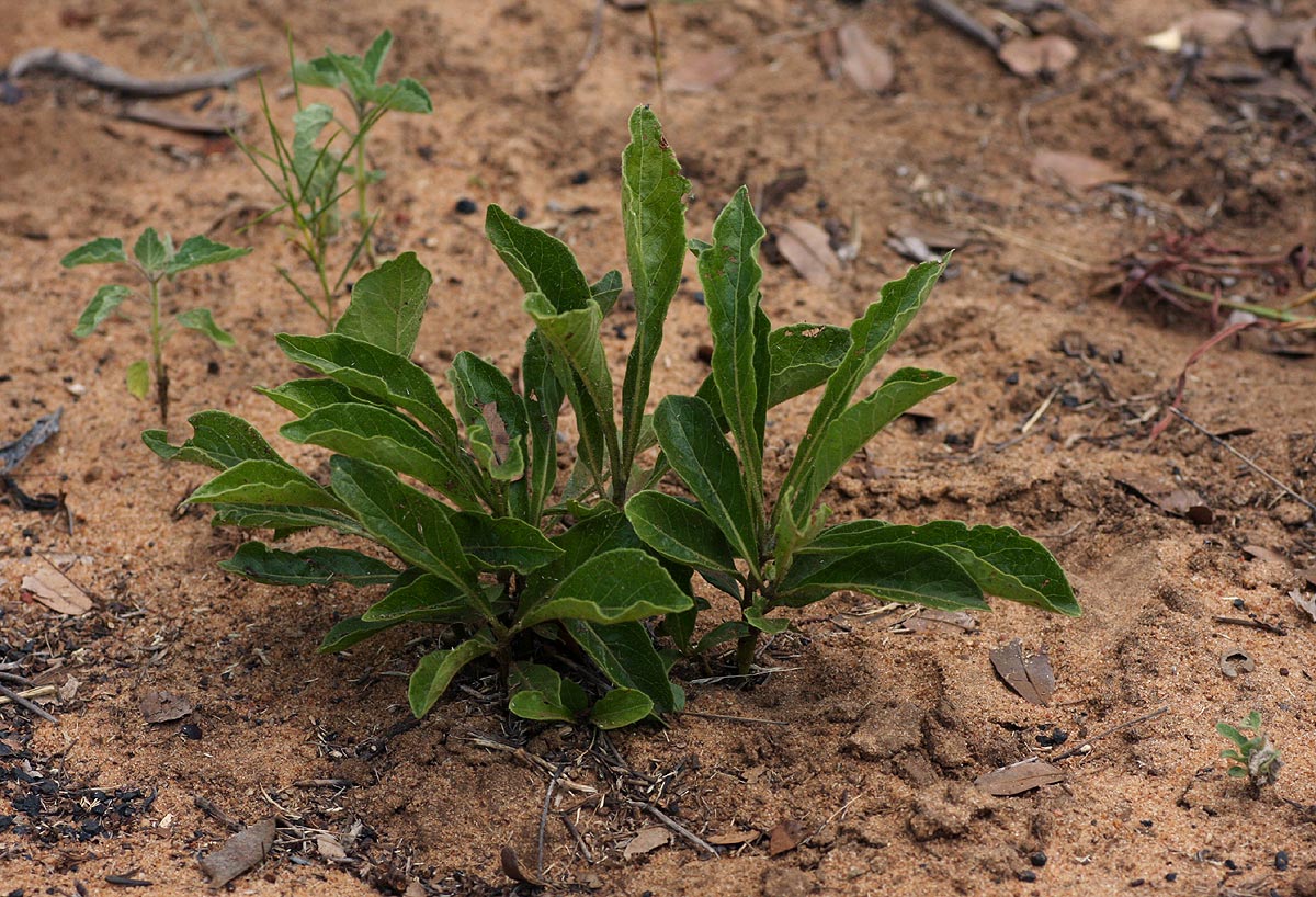 Vangueria pygmaea