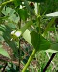 Fadogia ancylantha