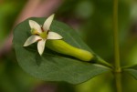 Fadogia ancylantha